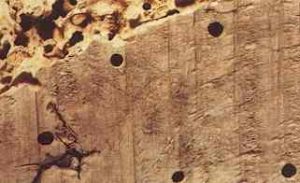 Woodworm Holes in Timber