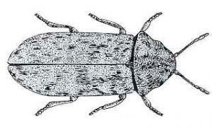 Deathwatch Beetle