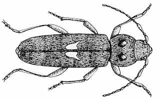 House Longhorn Beetle