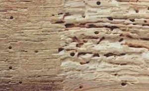 Woodworm in Timber