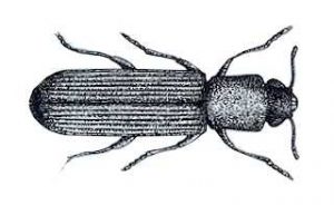 Powderpost Beetle